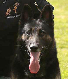 National Police Dog Foundation - Aris260x300-260x300.jpg