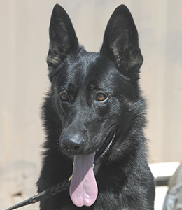 National Police Dog Foundation - Aris260x300-260x300.jpg