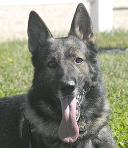 National Police Dog Foundation - Aris260x300-260x300.jpg