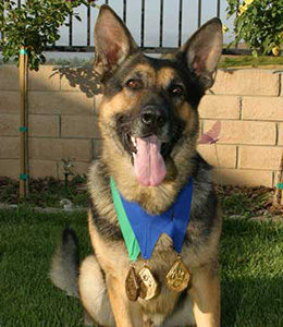 National Police Dog Foundation - Aris260x300-260x300.jpg