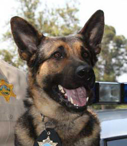 National Police Dog Foundation - Aris260x300-260x300.jpg