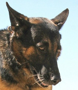 National Police Dog Foundation - Aris260x300-260x300.jpg