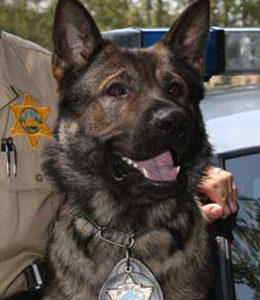 National Police Dog Foundation - Aris260x300-260x300.jpg