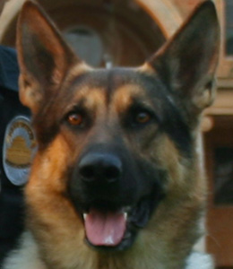 National Police Dog Foundation - Aris260x300-260x300.jpg