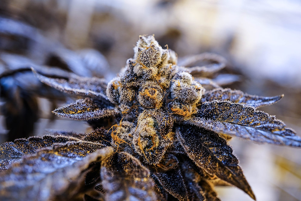 Permanent Peach flowering cannabis, as labeled by the cited photo source