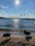 A pair of ducks walking on the sandy beach with the sunlight glinting of the lake behind them.