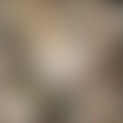 ヨーロッパが観た「ヤマブシタケ」：古の食材から最新健康トレンドへ