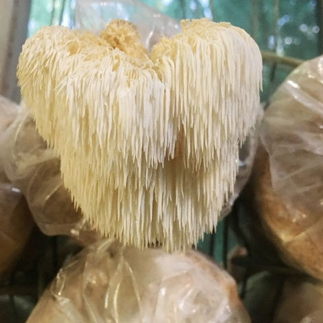 中国人が見たヤマブシタケ：医食同源の思想が生んだ「不老長寿のキノコ」