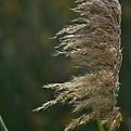 breeze A.jpg