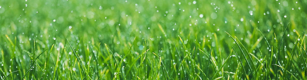 Wet%20grass_edited.jpg
