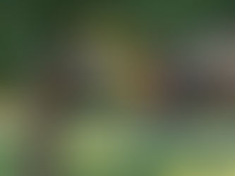 Overcoming Your Dog's Fear of Halloween Decorations