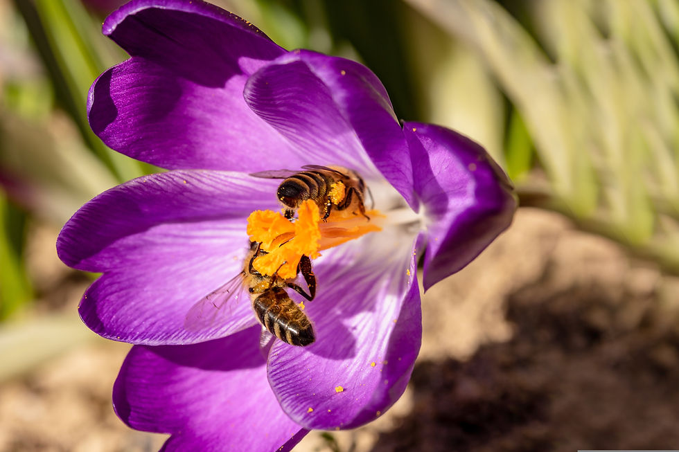 bees on a purple flower