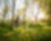LuminousRose_SpringWeb_82.jpg