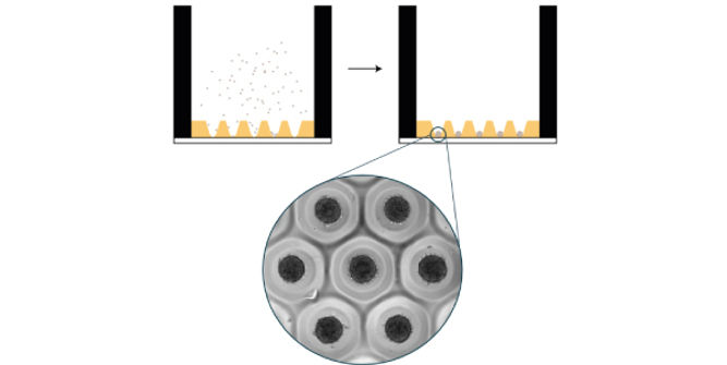 4Dcell SmartSphero plates create homogenous spheroids