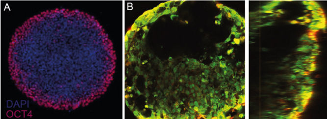 Micropatterned organoids