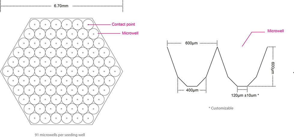 Structure and dimensions of the 24 well plate and 91 microwells
