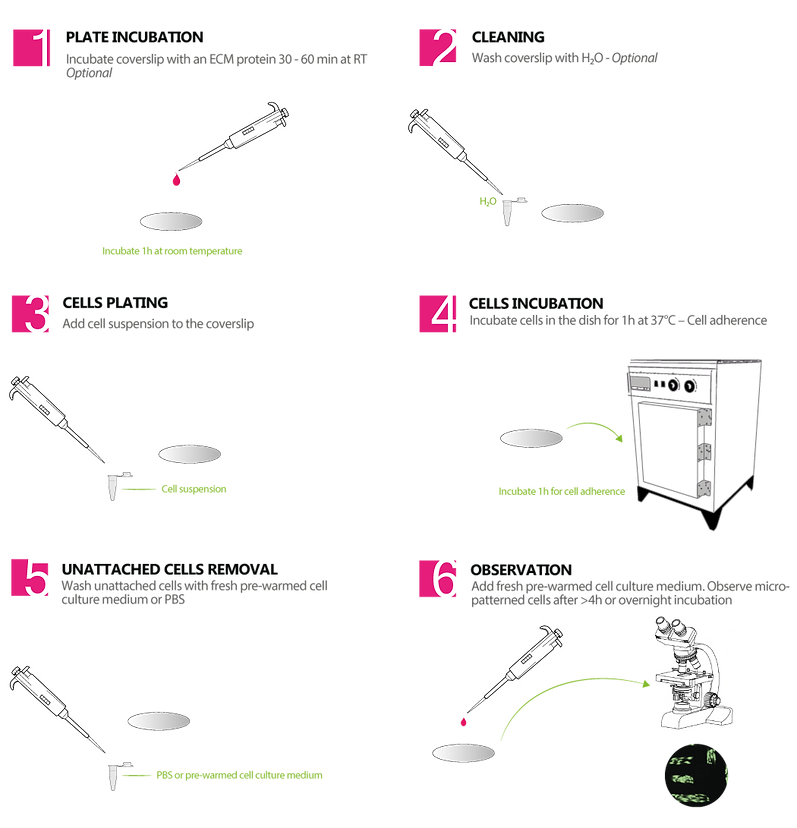 Coverslip-protocol