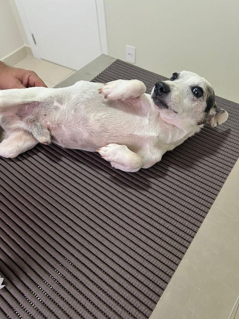 Paciente canino pedindo carinho após realizar seus exames de sangue