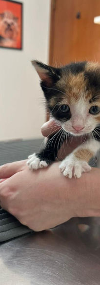 Filhote felino resgatado realizando seus primeiros exames de sangue da vida