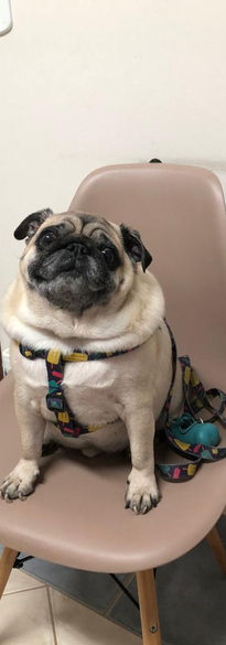 Pug simpático sentado esperando sua vez de coletar sangue