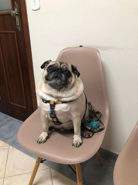 Pug simpático sentado esperando sua vez de coletar sangue
