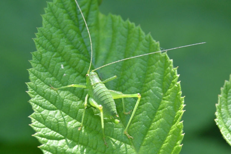 Sur les lisières forestières