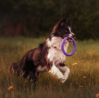 Dog working through training exercises