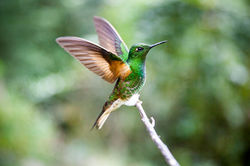 Colibri