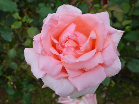 野毛山公園で咲くバラが見頃に