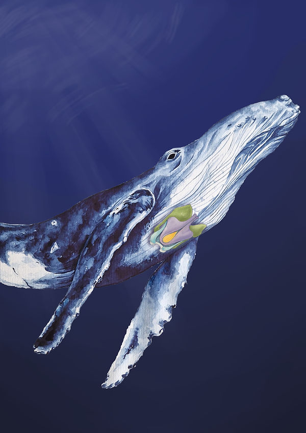 baleen-whales-evolved-2.jpg