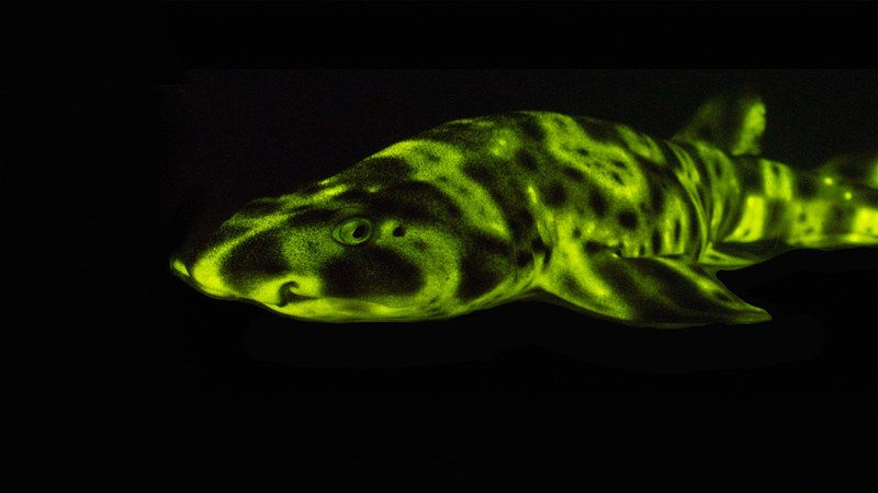 Glow in the Dark Sharks
