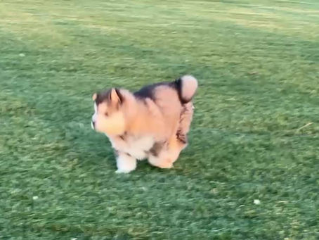 Bouncy Lily Rose