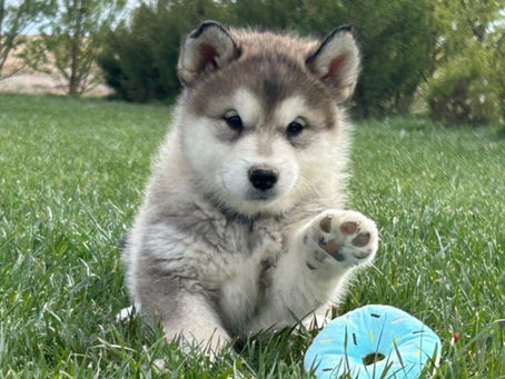 Meet Lark!