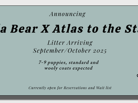 Koda Bear X Atlas to the Stars Upcoming litter