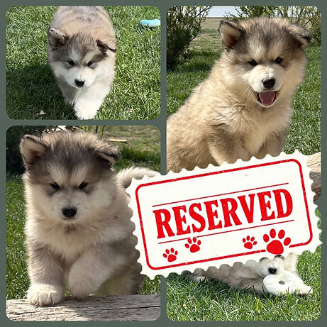 Alaskan Malamute puppy for sale_edited.j