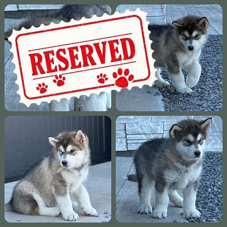 Alaskan Malamute puppies for sale_edited