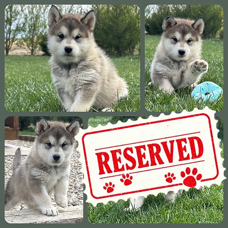 Alaskan Malamute Puppy for sale_edited.j