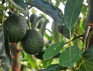 palta arbol.jpg