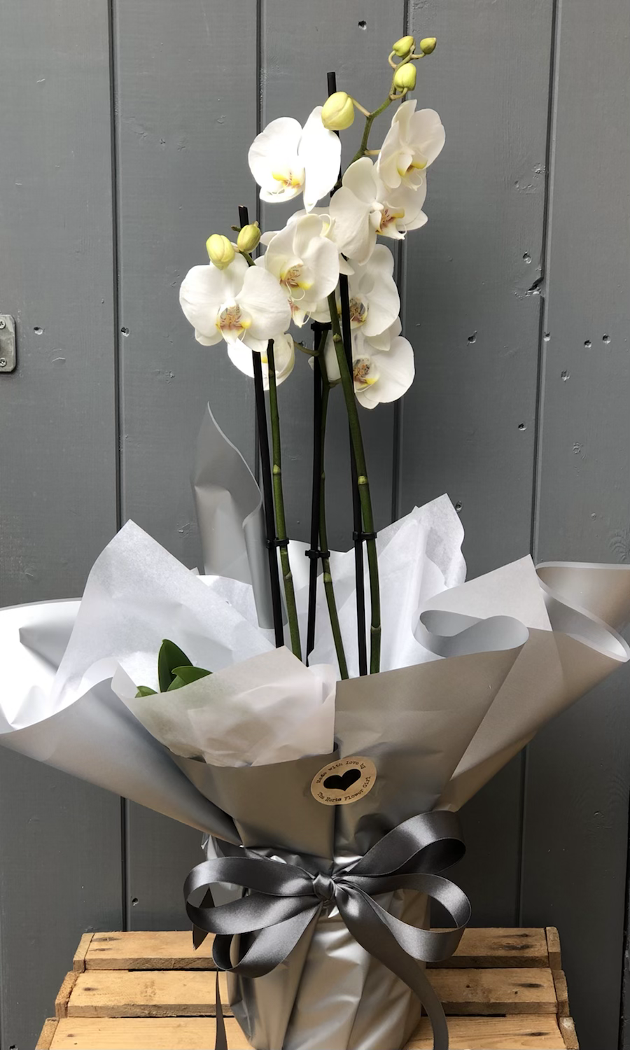 Thumbnail: Phalanopsis Orchid In Grey pot 