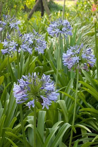 Agapanthus garden bed The Old Mushroom Farm