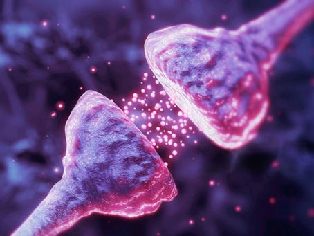 Les neurotransmetteurs