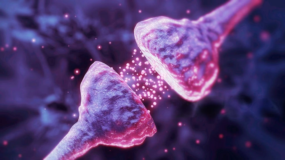 Les neurotransmetteurs