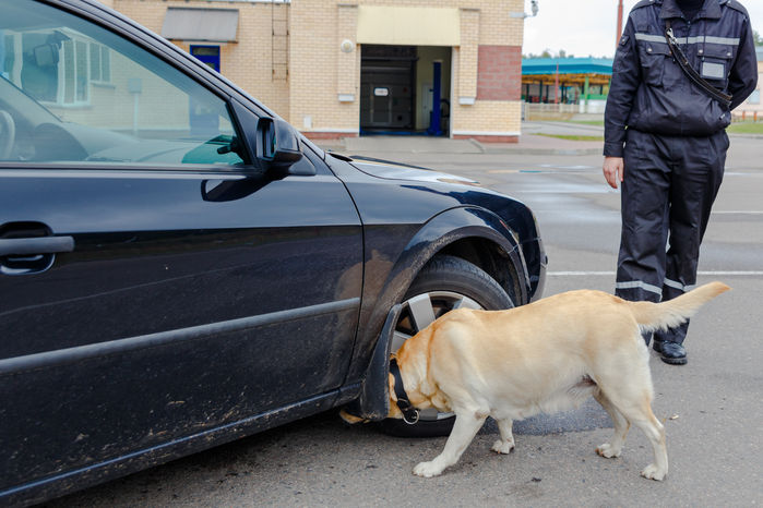 ¿Se Puede Usar un Perro Detector de Drogas en un Control de Tráfico en Florida?