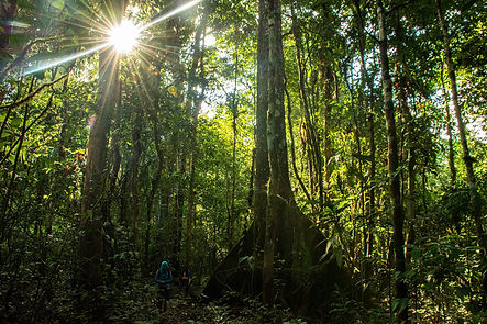 bosque-amazonas.jpg