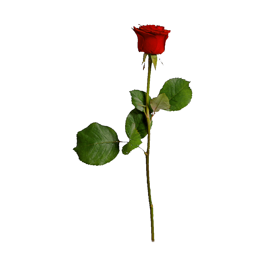 Rose Gif