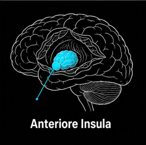 Schwarze Gehirn-Illustration mit türkis markierter vorderer Insula und der Beschriftung Anteriore Insula.
