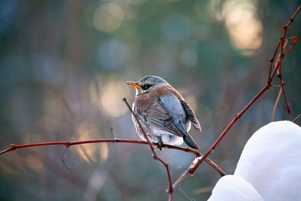 Un pajarito posado en una rama en un día de invierno