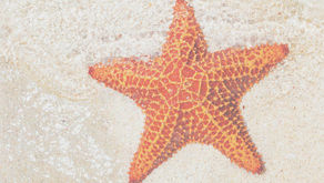 Estrellas de mar