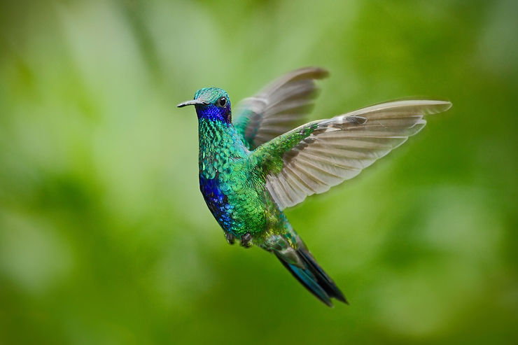Un colibrí de color verde brillante con azul