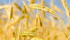 La hormiga y el escarabajo